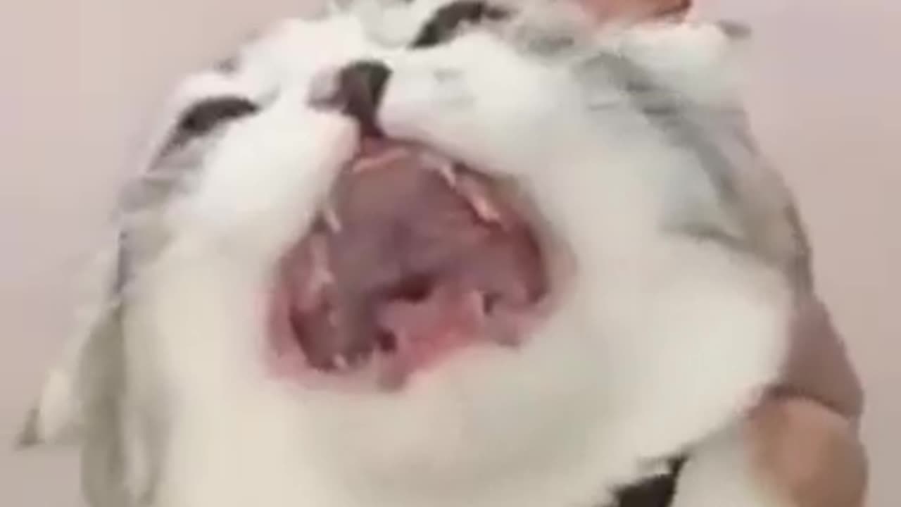 Funny animals