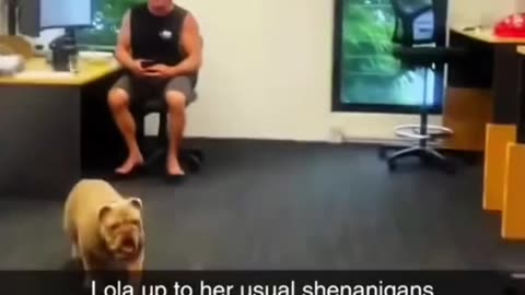 Let's get a dog