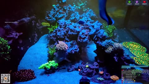 24/7 Real Live Reef Stream