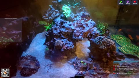 24/7 Real Live Reef Stream