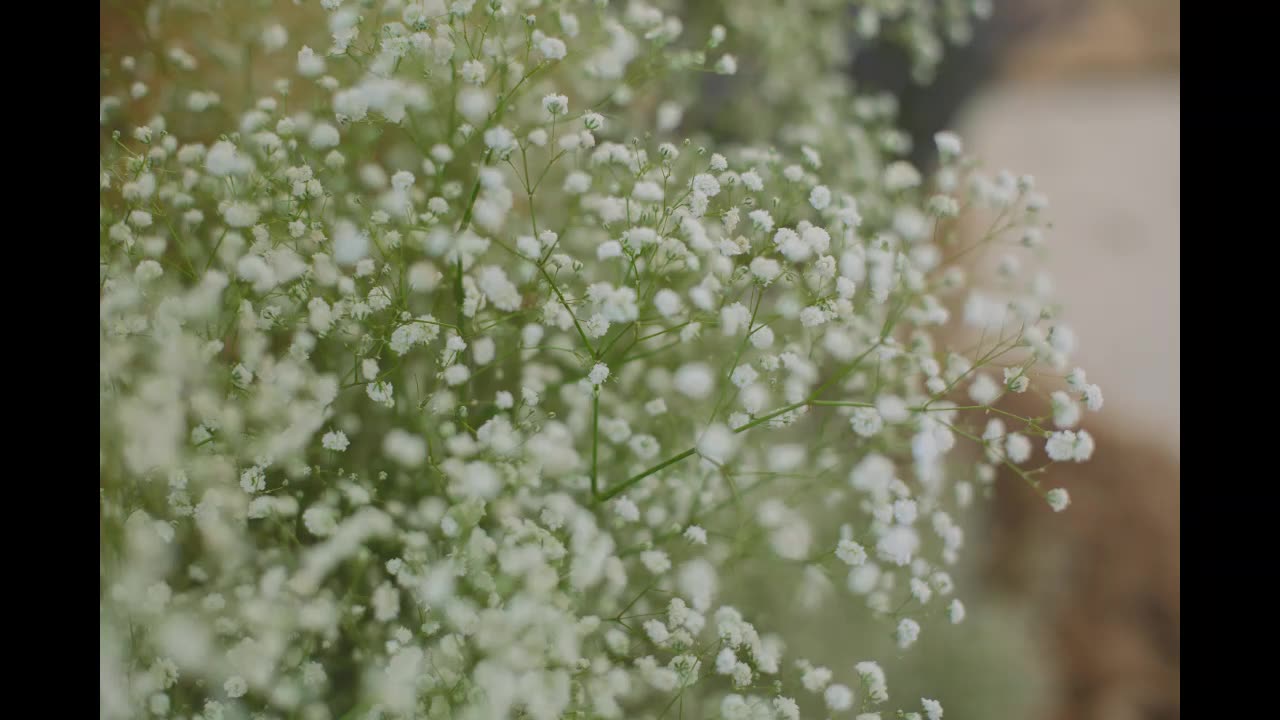 Lord Winter - Baby's Breath