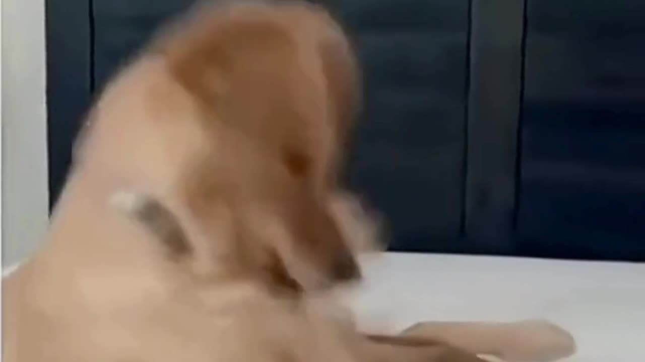 FUNNY ANIMAL COMPILATIONS - PART 41