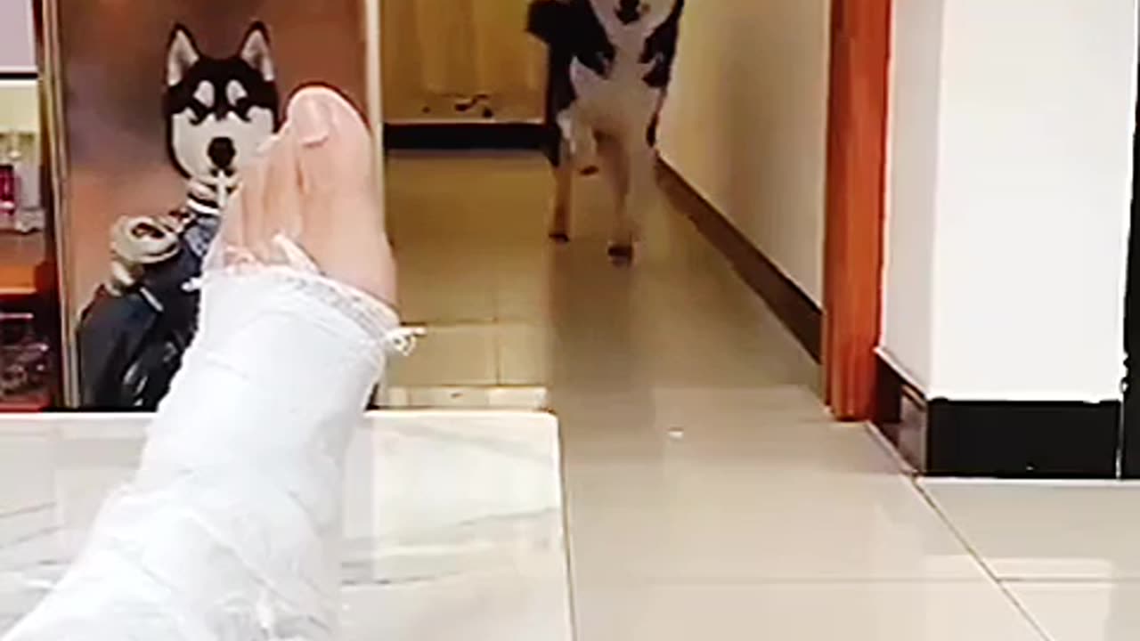 The funny animals