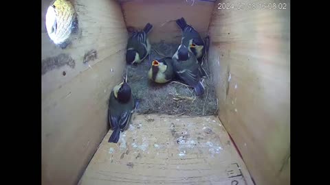 Great Tits - Parent finds sparrow in house 🐦😁