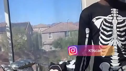 K9 slanging yick all across the screen