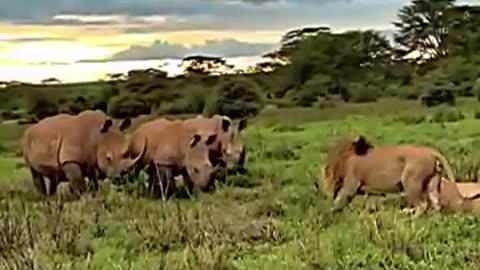 animalsدنیای animals that