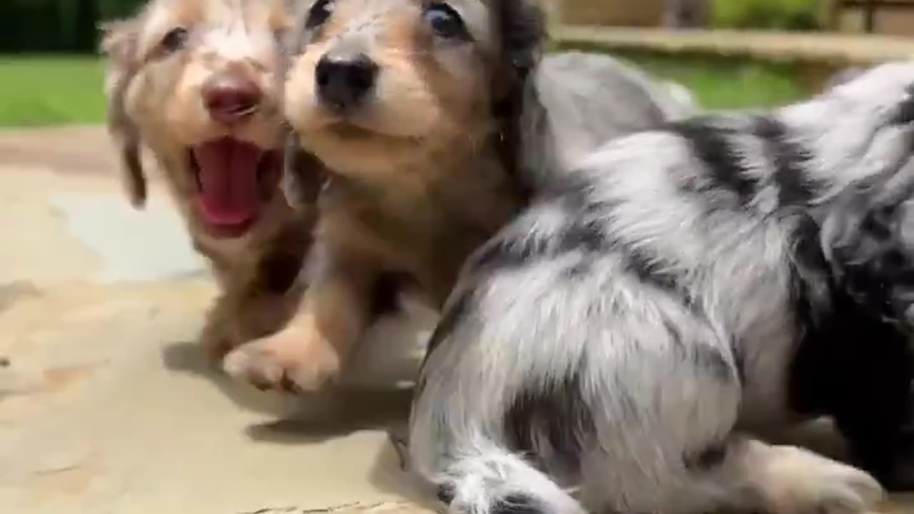 Mini Pups