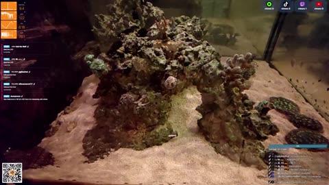 24/7 Real Live Reef Stream