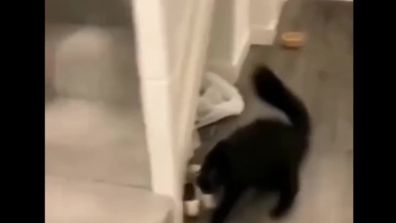 Fast and furious😺😺🥰🤩🤩🤩🤩