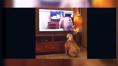 Dog vs dog