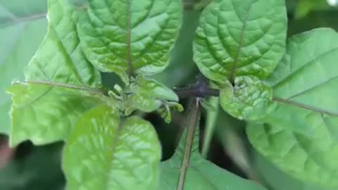Nightshade for medicine