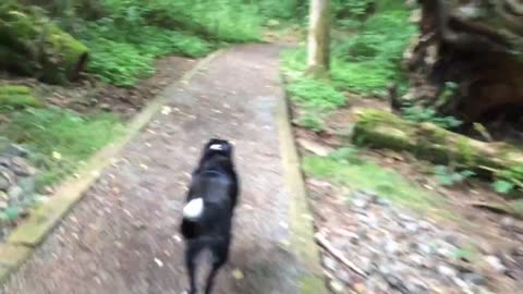 Lhasa leads the way 3