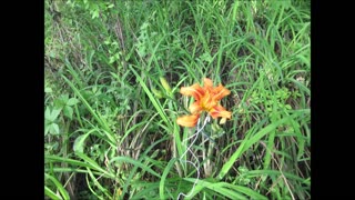 Celebrating Victories Orange Daylily July 2024