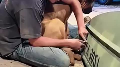 A Compilation Video of Clingy Dogs