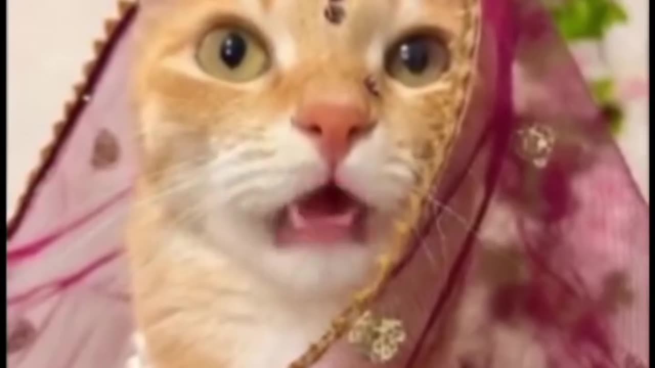 Comedy cat video