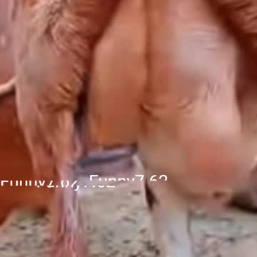 Cows Crave Goat Milk Lattes!