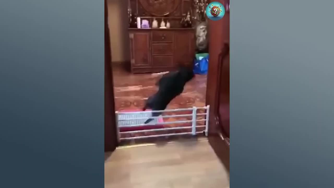 TRY NOT TO LAUGH 😆 Best Funny Videos Compilation 😂😁😆 Memes.