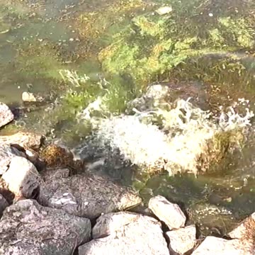 Unbelievable Catch: Giant Snakehead Murrel!