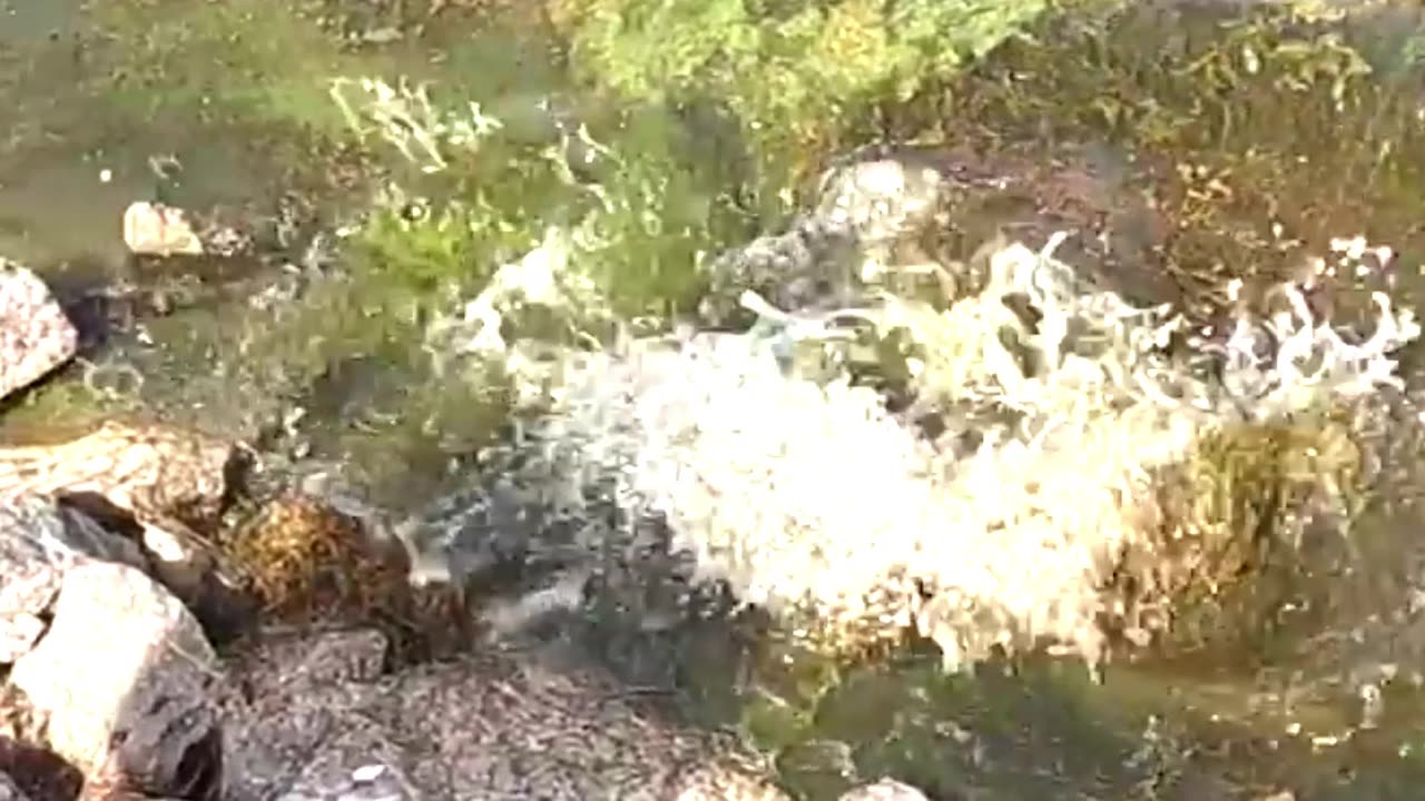 Unbelievable Catch: Giant Snakehead Murrel!