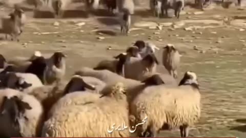 الاغ چوپان