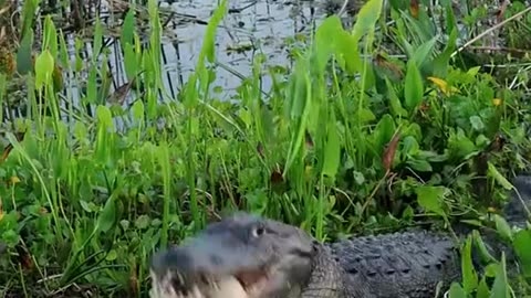 "Crocodile Feasts on Turtle in One Bite!" 🐊🐢🍴