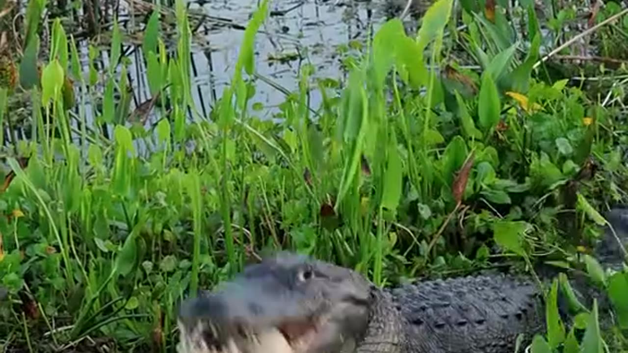 "Crocodile Feasts on Turtle in One Bite!" 🐊🐢🍴