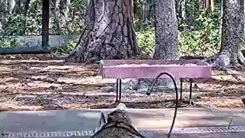 A raccoon relaxes in a bowl of water on a hot day (85°F) 🦝🥵😀👍