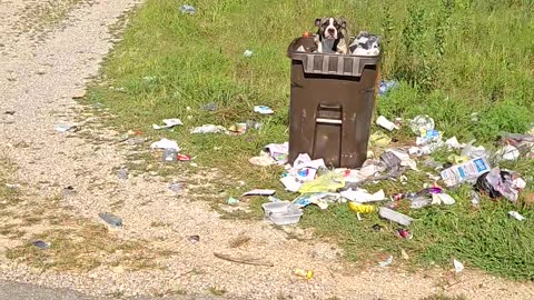 Happy Dog Stands On Trash Pile