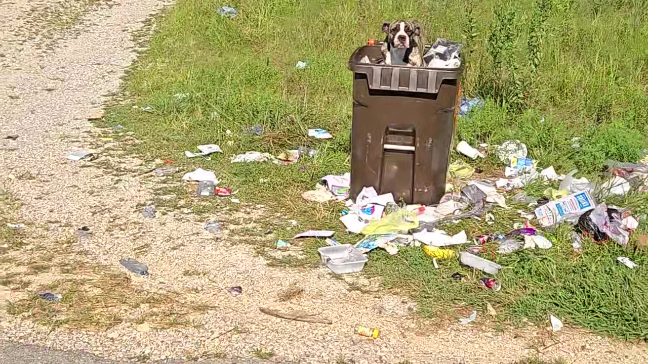 Happy Dog Stands On Trash Pile