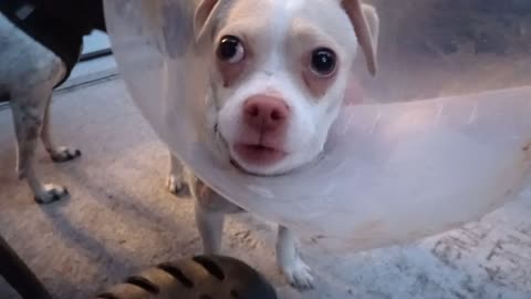 ChaCha Chiquis out in our backyard because doggie walk was a bit too busy .. many doggies2025110357