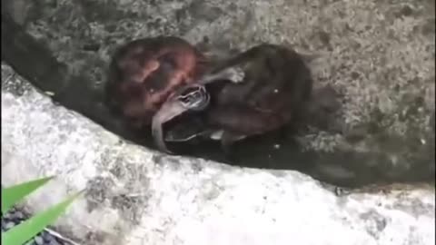 🤣🐶 Even Animals Get the Joke! Cross-Species Comedy | FunFM