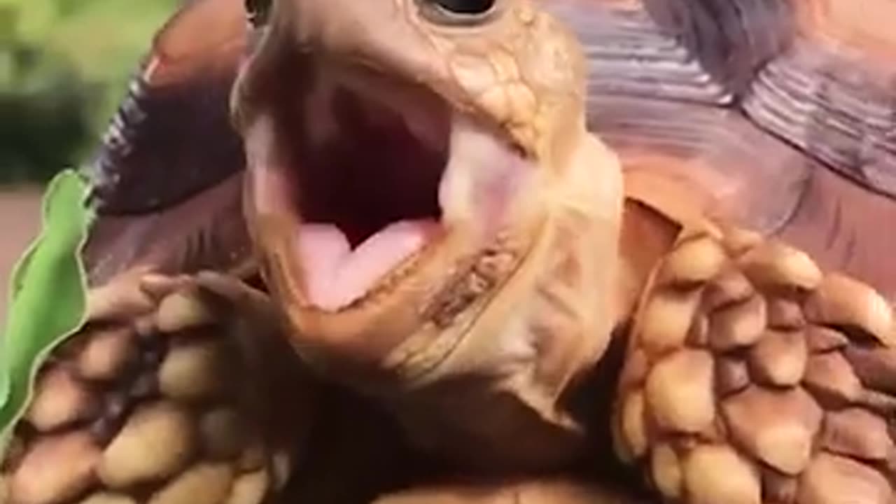 "Hidden in Plain Sight: Tortoise ASMR Experience! #asmrsounds #reptiles"