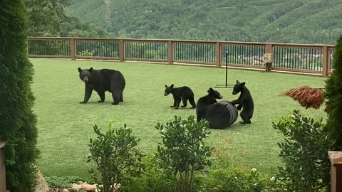 Mother and Cubs Play With Lawn Games at a Hotel