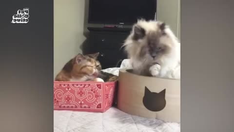 Pets Getting the Zoomies 51