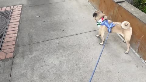 How Oliver the Dog Feels About Serve Robotics