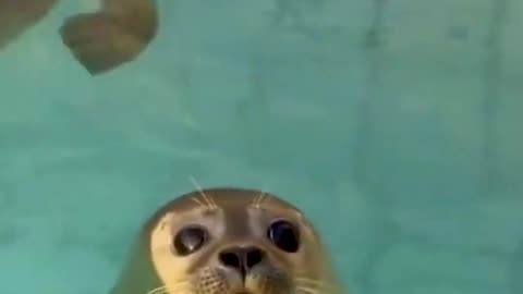 How adorable is this seal