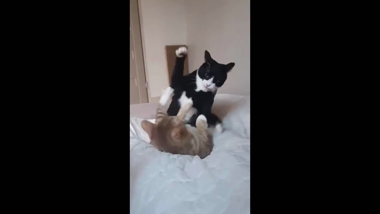 WWE Cat🥊