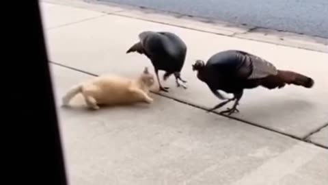 I thought he had died.