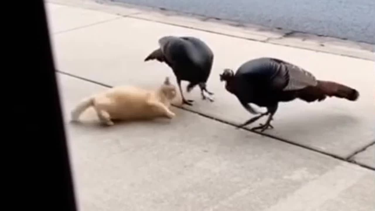 I thought he had died.