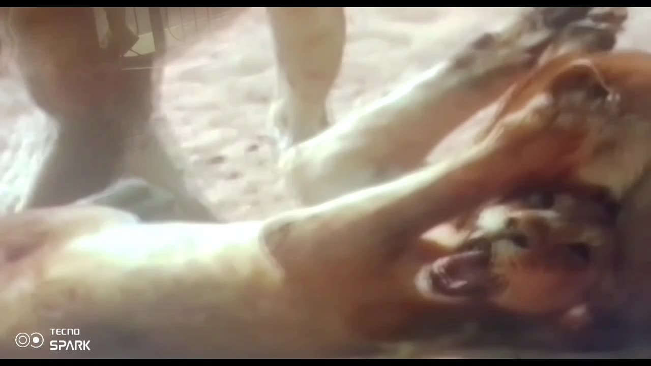 When Kings Clash: Brutal Lion Fight Caught on Camera 🦁⚔️