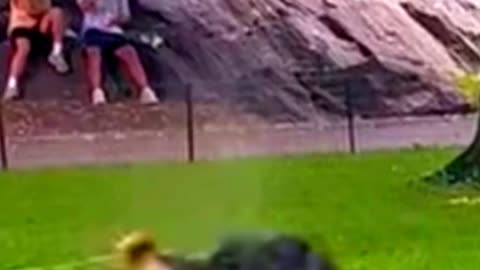 Dog lying down having fun in New York park water fountain🐕🤩
