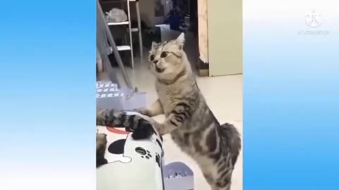 Cats on Two Legs: Hilarious Dance-Off!
