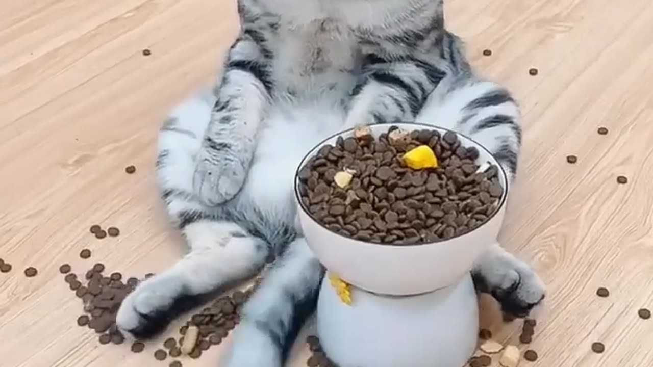 Super cats skills
