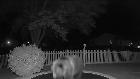 a bear on a trampoline?! caught on camera! 🐻😲