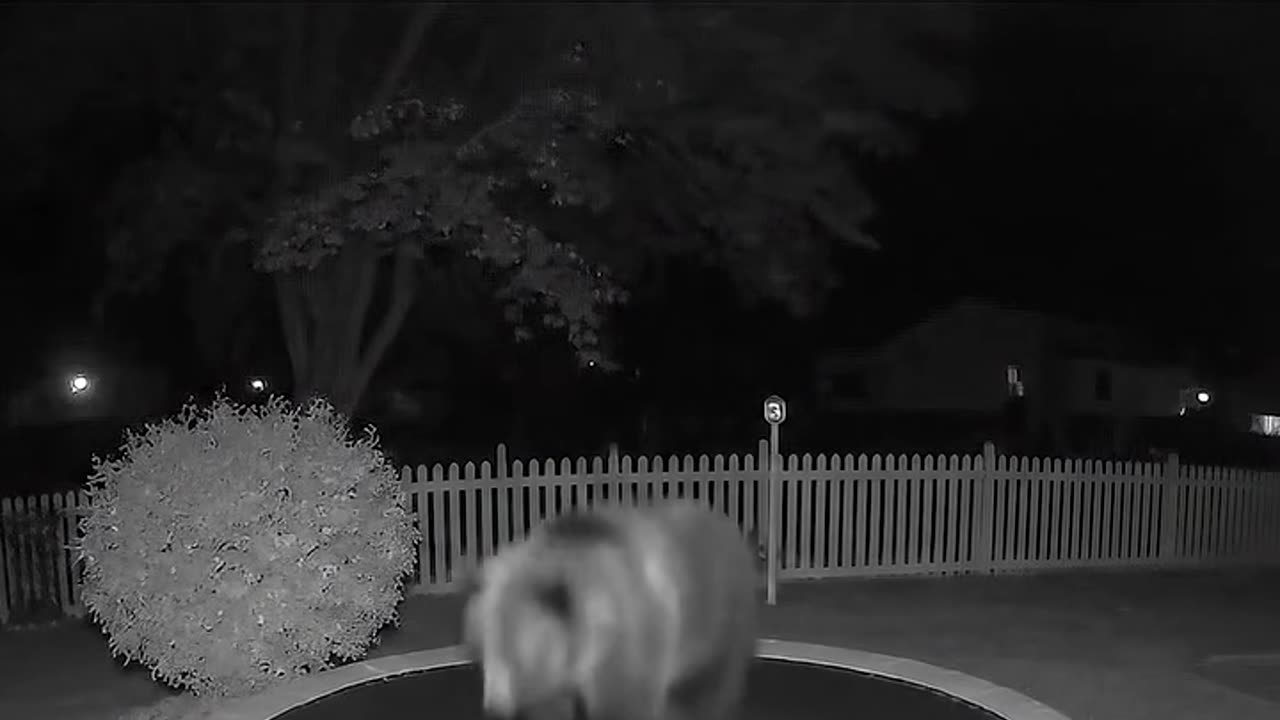a bear on a trampoline?! caught on camera! 🐻😲