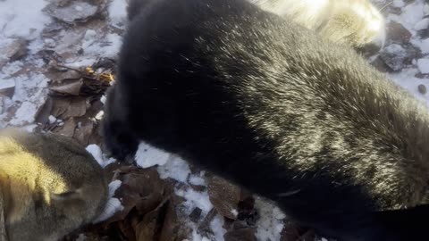 Fluffy Bunny Finds a Tasty Snack
