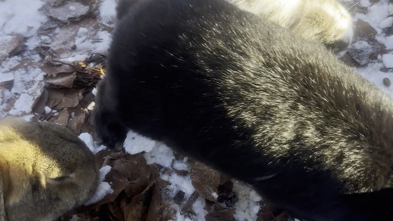 Fluffy Bunny Finds a Tasty Snack