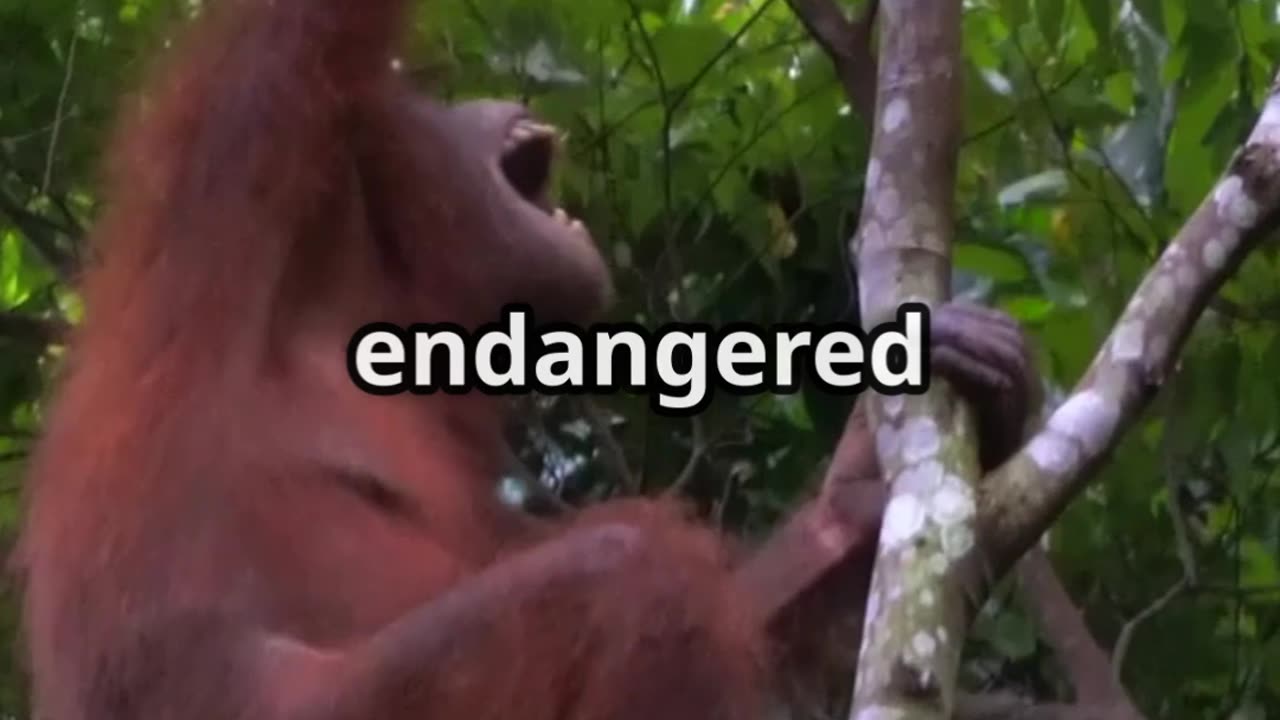 🦧🌿 Orangutans The Clever Forest Engineers! 🌧️🧠