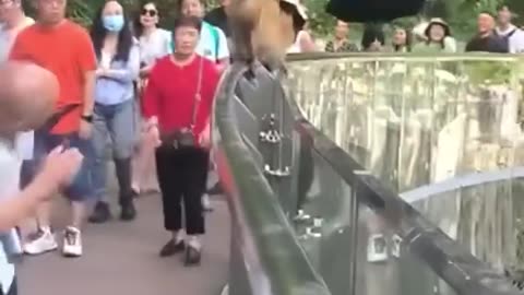 Funny animal videos