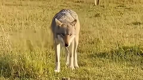 Ostrich Mother Strikes Again